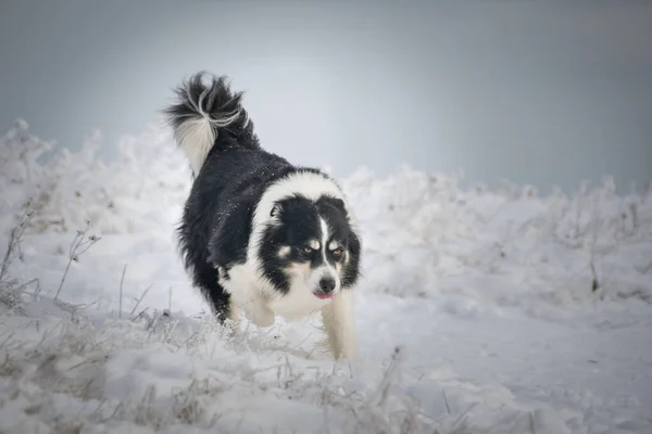 狗在雪地里穿过田野 在雪地里过冬 — 图库照片