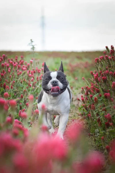 Puppy of french bulldog is sitting in crimson clover. It was so tall so he must jump.