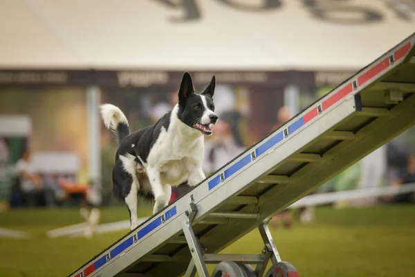 Dog is running on agility see-saw. She is so incredible dog on agility.