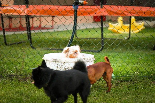 Kutyák Kint Játszanak Fűben Olyan Őrült Kutya Úton — Stock Fotó