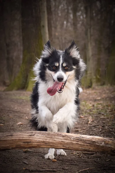 Border Collie Running Forest Funny Looks More Cute — Stockfoto
