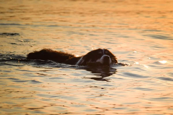 Stock image border collie is swimming in the sea on the sunset hour. wet dog with a stick in his mouth