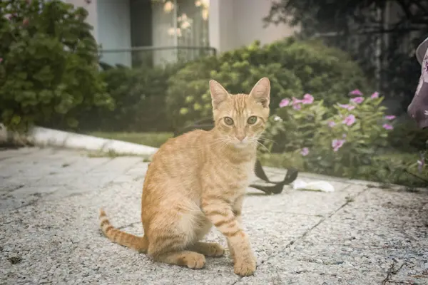 Kočka Hotelovém Resortu Roztomilý Zvířecí Život Divoký Volný Blízkosti Lidí — Stock fotografie