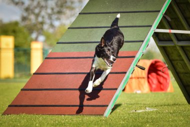 Dog, is running on agility A frame. Amazing evening, Hurdle having private agility training for a sports competition