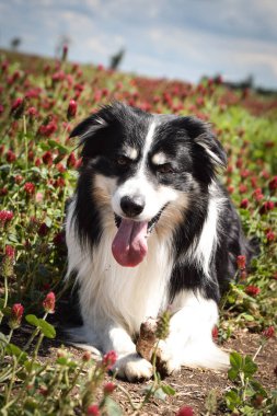 Yetişkin sınır köpeği kırmızı yonca içinde yatıyor. Bunu çok istiyor..