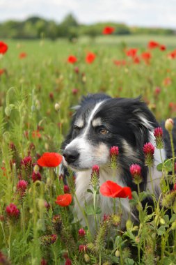 Yetişkin sınır köpeği kırmızı yonca içinde yatıyor. Bunu çok istiyor..