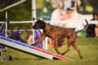 Köpek çeviklik testere ile koşuyor. Çeviklik konusunda inanılmaz bir köpek..