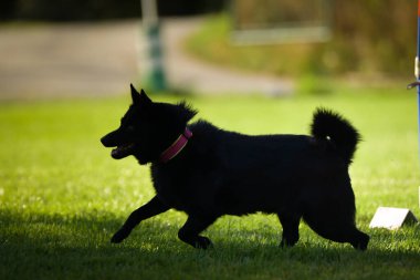 Köpek çimenlerde koşuyor. O çok çılgın bir köpek..