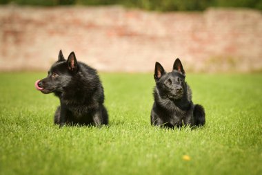 Köpekler dışarıda çimlerin üzerinde uzanıyorlar. O çok çılgın bir köpek..