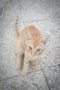 Oteldeki kedi. Şirin hayvan hayatı vahşi ve insanların yanında özgür..