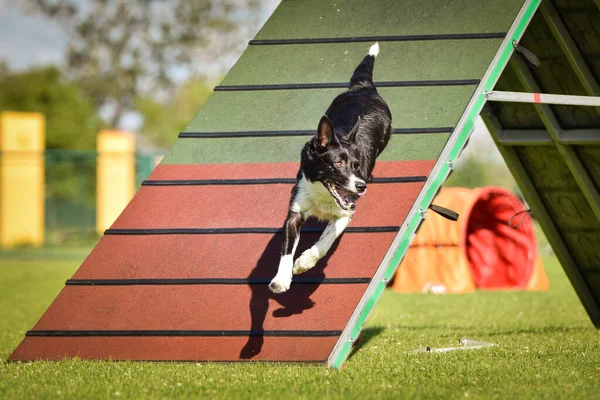 Köpek Çeviklik Çerçevesinde Çalışıyor Harika Bir Akşam Engel Bir Spor — Stok fotoğraf