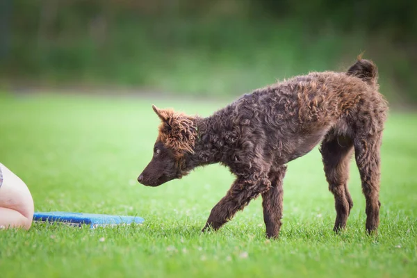 Dog Teaching New Things Training Playing Grass Crazy Dog Trip — Stock Photo, Image