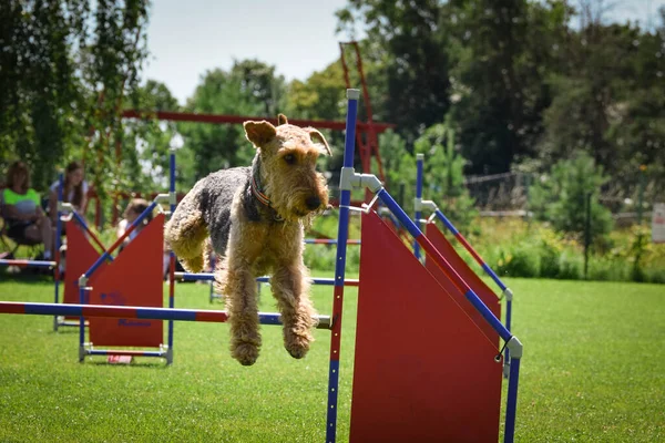 Koira Hyppää Aitojen Yli Hämmästyttävä Päivä Tsekki Agility Privat Koulutus — kuvapankkivalokuva