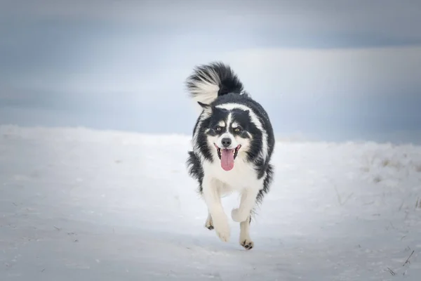 Border collie is running through a field in the snow. Winter fun in the snow.