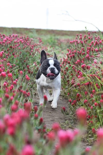 Puppy of french bulldog is running in crimson clover. It was so tall so he must jump.