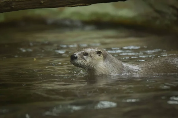 Otter Zijn Omheining Zomer Dierentuin Otter Het Zwemmen — Stockfoto