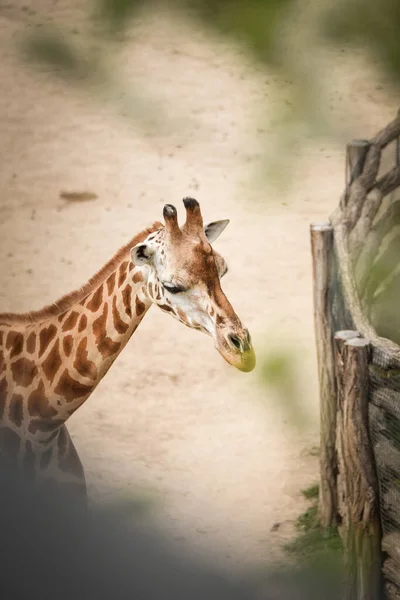 Jirafa Angoleña Giraffa Camelopardalis Angolensis También Conocida Como Jirafa Namibia —  Fotos de Stock