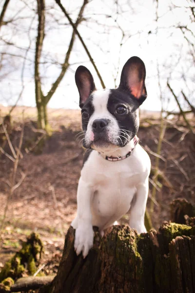 Autumn portrait of puppy of french bulldog on field. He is so cute in with this face. He has so lovely face.