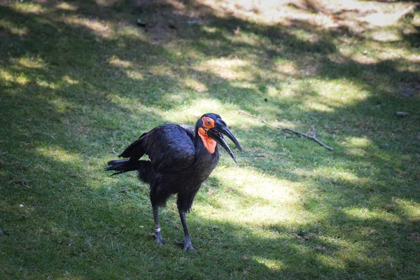 Zwarte Vogel Dierentuin Herfstdag Dierentuin — Stockfoto