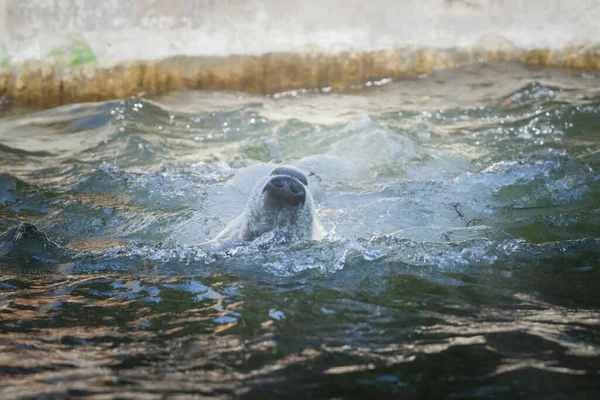 Eisbär Schwimmt Pool Des Zoos Ein Tier Gefangenschaft Nördlicher Bär — Stockfoto