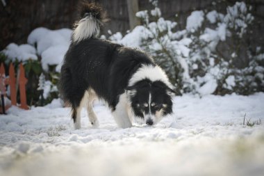 Sınır çobanı karda bir tarlada koşuyor. Karda kış eğlencesi.