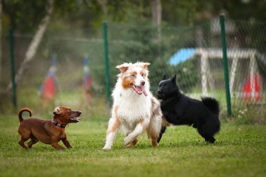 Dogs are playing outside in the grass. He is so crazy dog on trip.