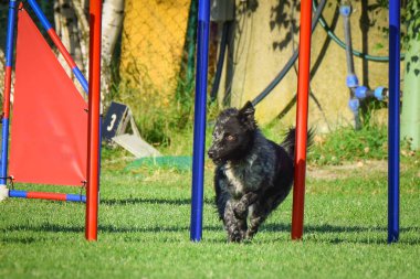 Köpek çeviklik eğitimi için slalom koşuyor yaz kampı czech slalom..