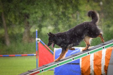 Köpek köpek gezintisinde çeviklik parkında koşuyor. Rekabet için yeni şeyler öğretiyor..