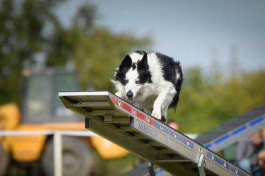Köpek çeviklik testere ile koşuyor. Çeviklik konusunda inanılmaz bir köpek..