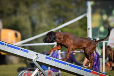 Köpek çeviklik testere ile koşuyor. Çeviklik konusunda inanılmaz bir köpek..