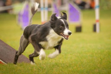 Köpek çeviklik testere ile koşuyor. Çeviklik konusunda inanılmaz bir köpek..