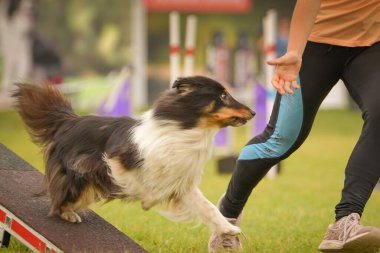 Köpek çeviklik testere ile koşuyor. Çeviklik konusunda inanılmaz bir köpek..
