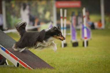 Köpek çeviklik testere ile koşuyor. Çeviklik konusunda inanılmaz bir köpek..