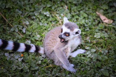 Lemur Kata yerde bulduğu meyveyi yiyor..