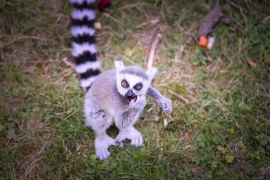 Lemur Kata yerde bulduğu meyveyi yiyor..