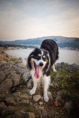 Hırvat topraklarında taşların üzerinde duran bir köpek. Denizin üstünde duran bir köpek. Güzel manzara