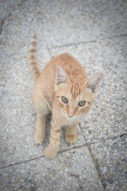 Oteldeki kedi. Şirin hayvan hayatı vahşi ve insanların yanında özgür..