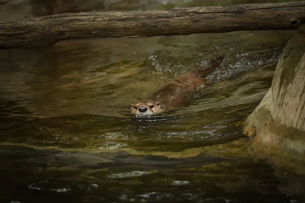 Wydra Pływa Swojej Obudowie Letni Dzień Zoo Wydra Pływaniu — Zdjęcie stockowe