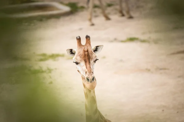 Ангольський Жираф Giraffa Camelopardalis Angolensis Також Відомий Намібійський Жираф Зоопарк — стокове фото