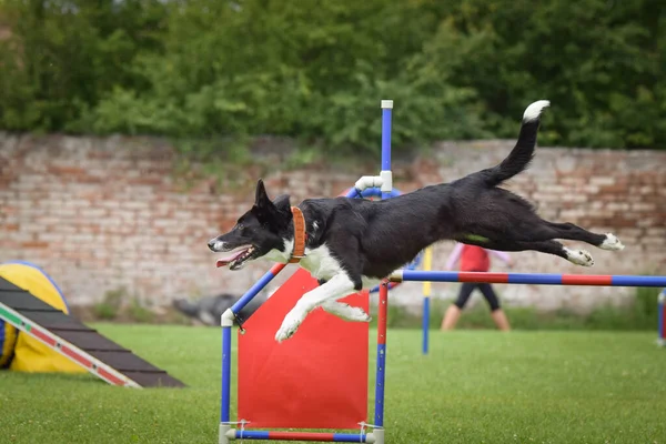 犬はハードルを飛び越えている 敏捷性競争の驚くべき日 — ストック写真