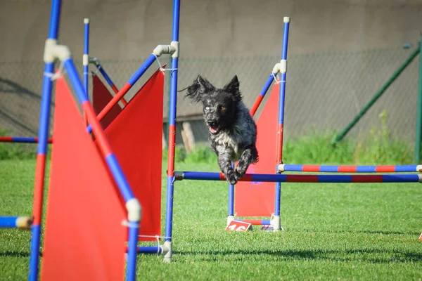 Hond Springt Horden Geweldige Dag Behendigheidswedstrijd — Stockfoto