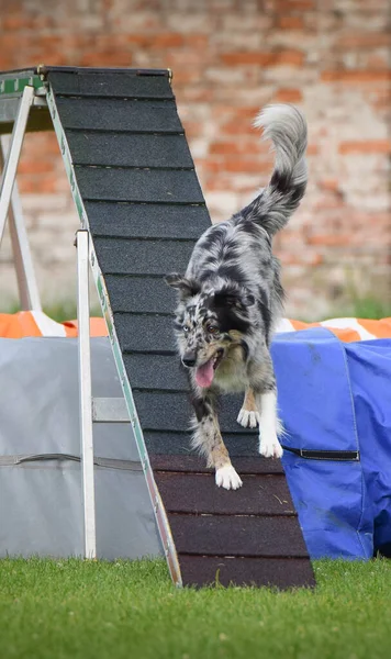 Perro Está Corriendo Parque Agilidad Paseo Del Perro Ella Enseña — Foto de Stock