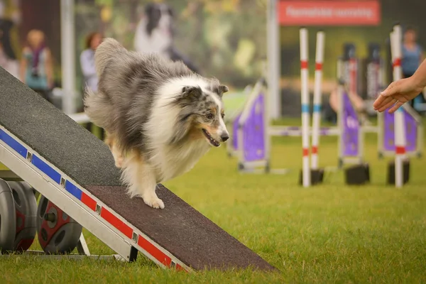 Dog is running on agility see-saw. She is so incredible dog on agility.