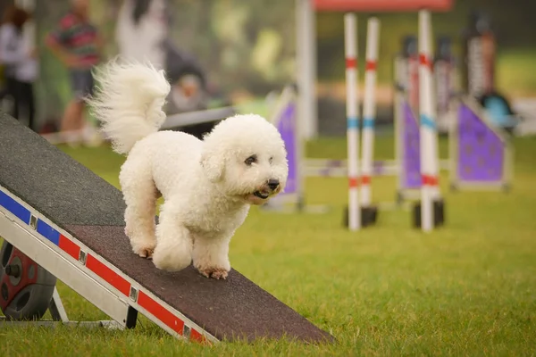 Köpek Çeviklik Testere Ile Koşuyor Çeviklik Konusunda Inanılmaz Bir Köpek — Stok fotoğraf