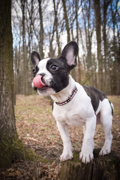 Autumn portrait of puppy of french bulldog in the forest. He is so cute in with this face. He has so lovely face.