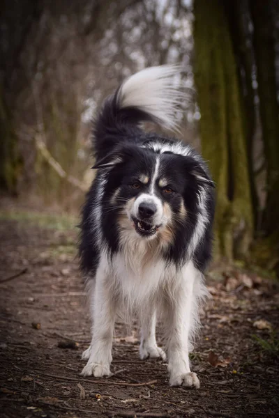 Border collie is standing in the forest He is so funny and he looks more cute.