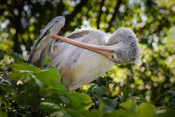 Zoológicos Retrato Pelícano Que Está Árbol Son Animales Increíbles Ven — Foto de Stock