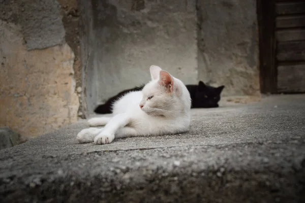 Kočka Městě Chorvatsku Turisté Mohou Pohladit Zbloudilá Kočka — Stock fotografie