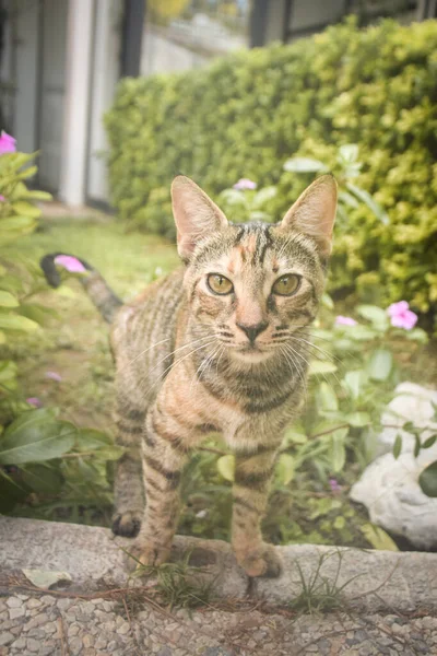 stock image cat in the hotel resort. Cute animal life wild and free near people in island.