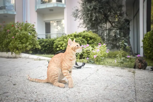 Kočka Hotelovém Resortu Roztomilý Zvířecí Život Divoký Volný Blízkosti Lidí — Stock fotografie
